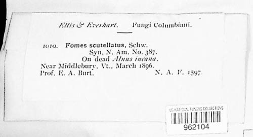 Cerioporus scutellatus image